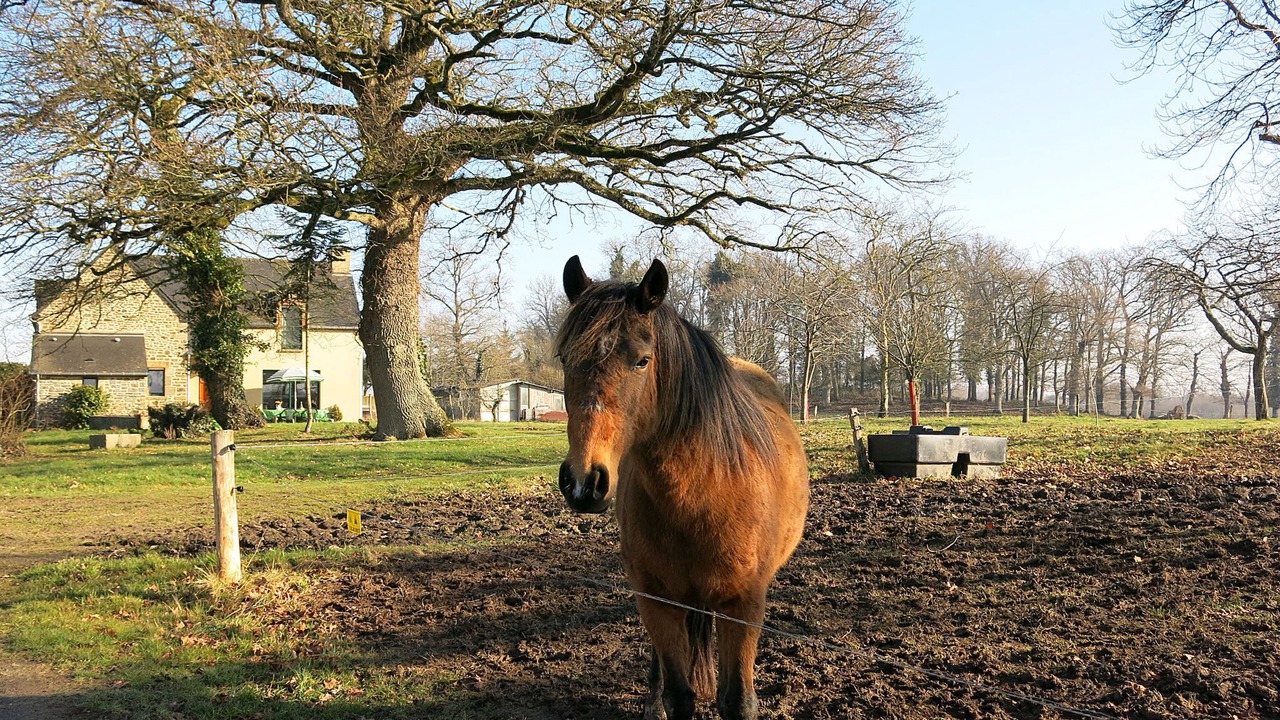 Photo of Others in Le Tronchet