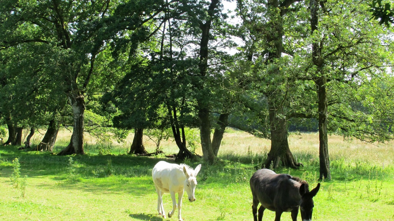 Photo of Others in Elliant