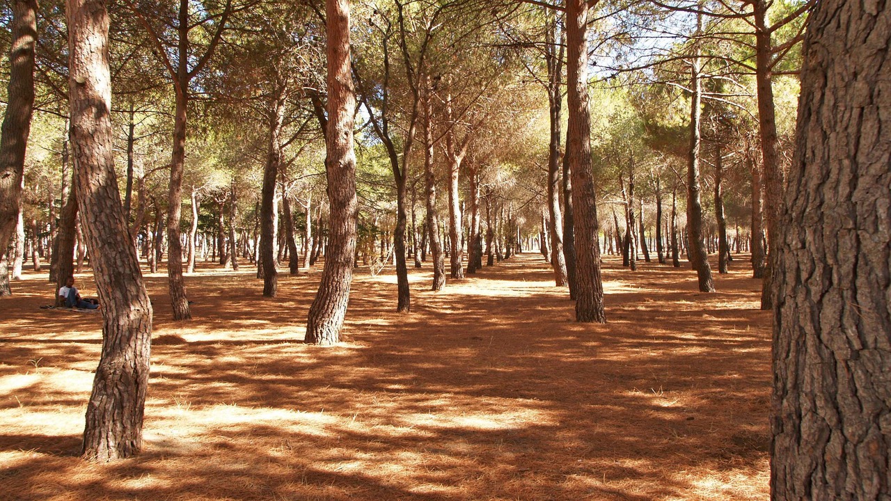 Photo of Others in Argeles Plage
