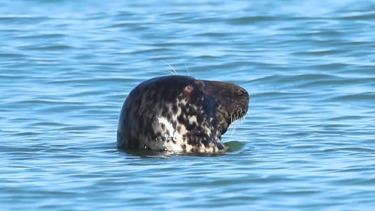 Photo of Others in Audinghen