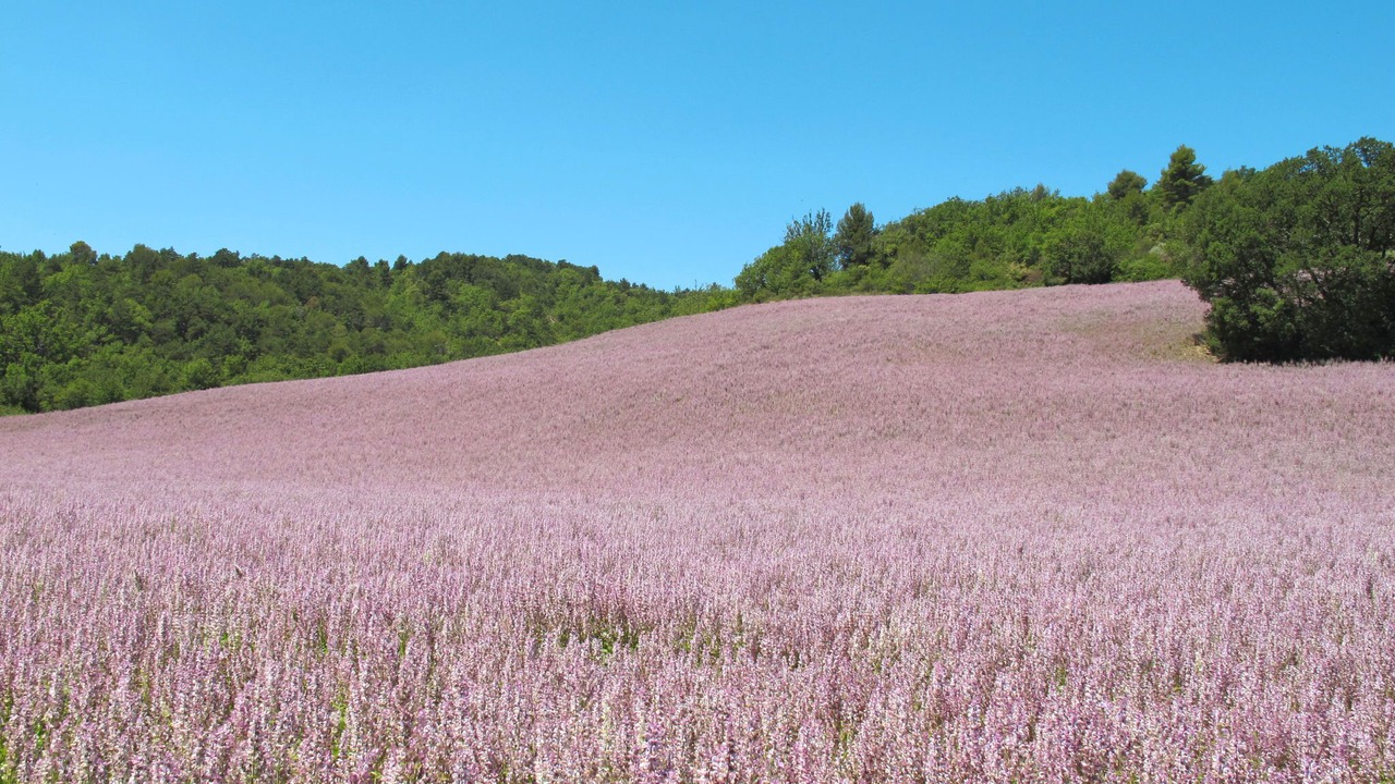 Photo of Outdoor in Puimichel