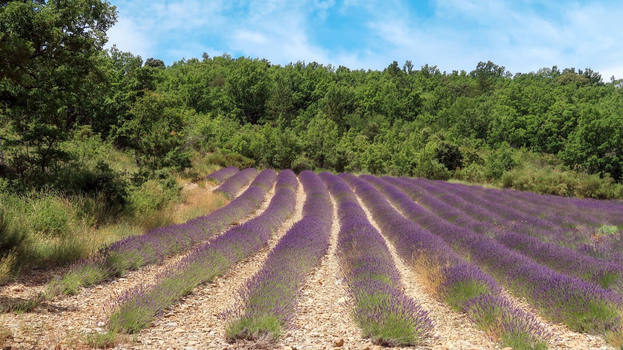 Photo of Others in Puimichel