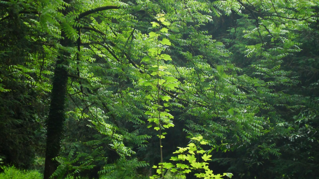 Photo of Outdoor in Langeais