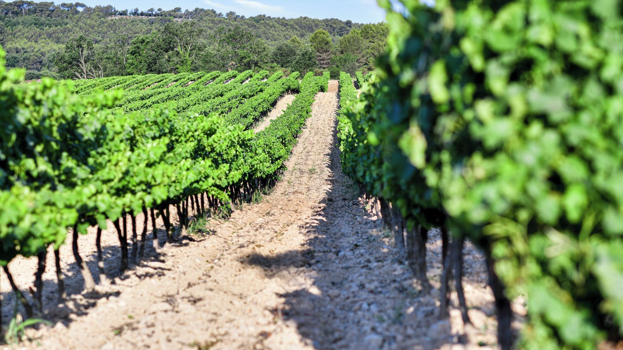 Photo of Others in Le Puy-Sainte-Reparade