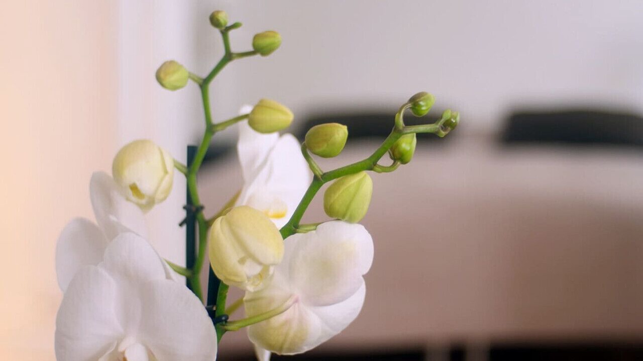 Photo of Others in Copenhagen City Centre