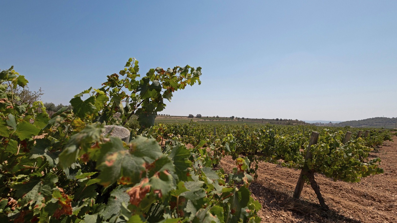 Photo of Others in Vilobi Del Penedes