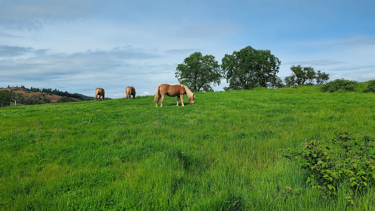 Photo of Outdoor in Roseburg