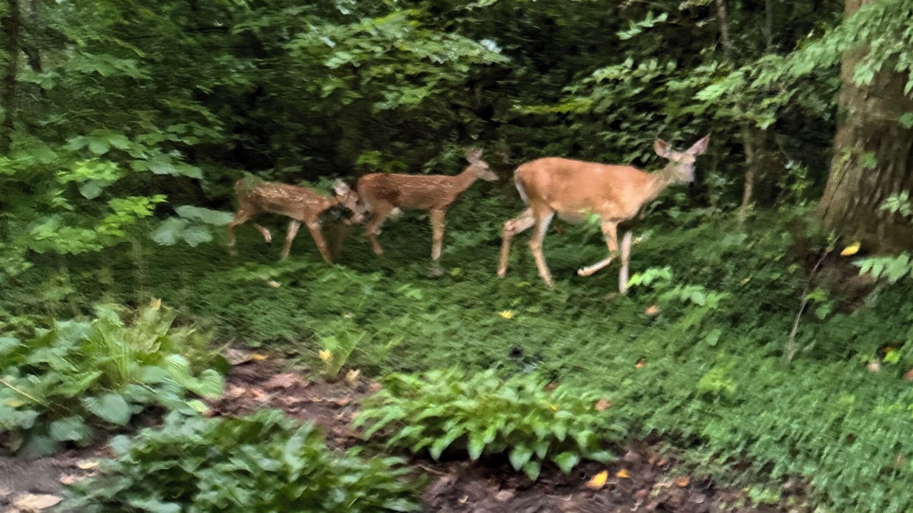 Photo of Others in Reston