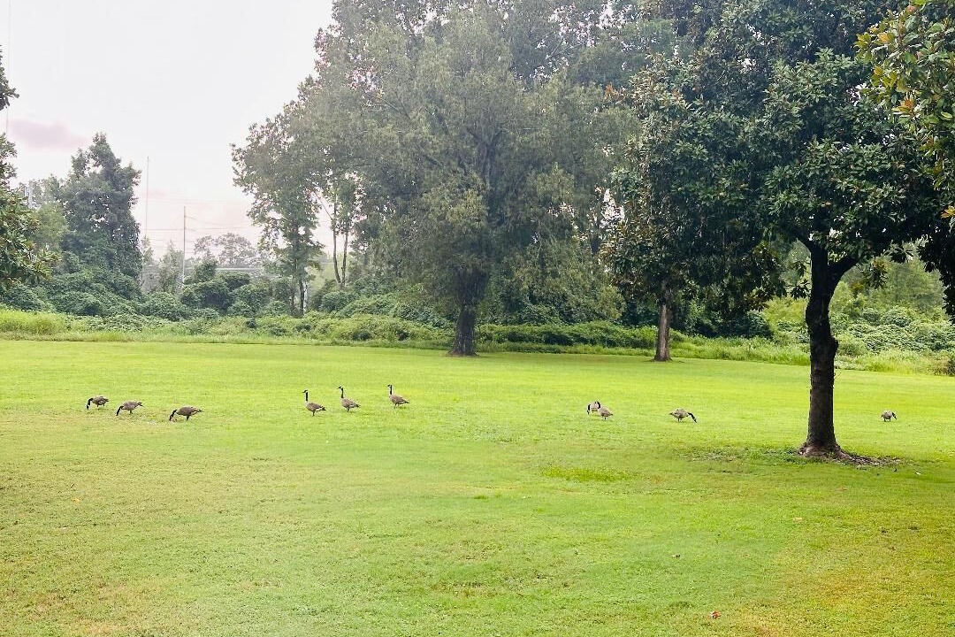 Photo of Others in Olive Branch