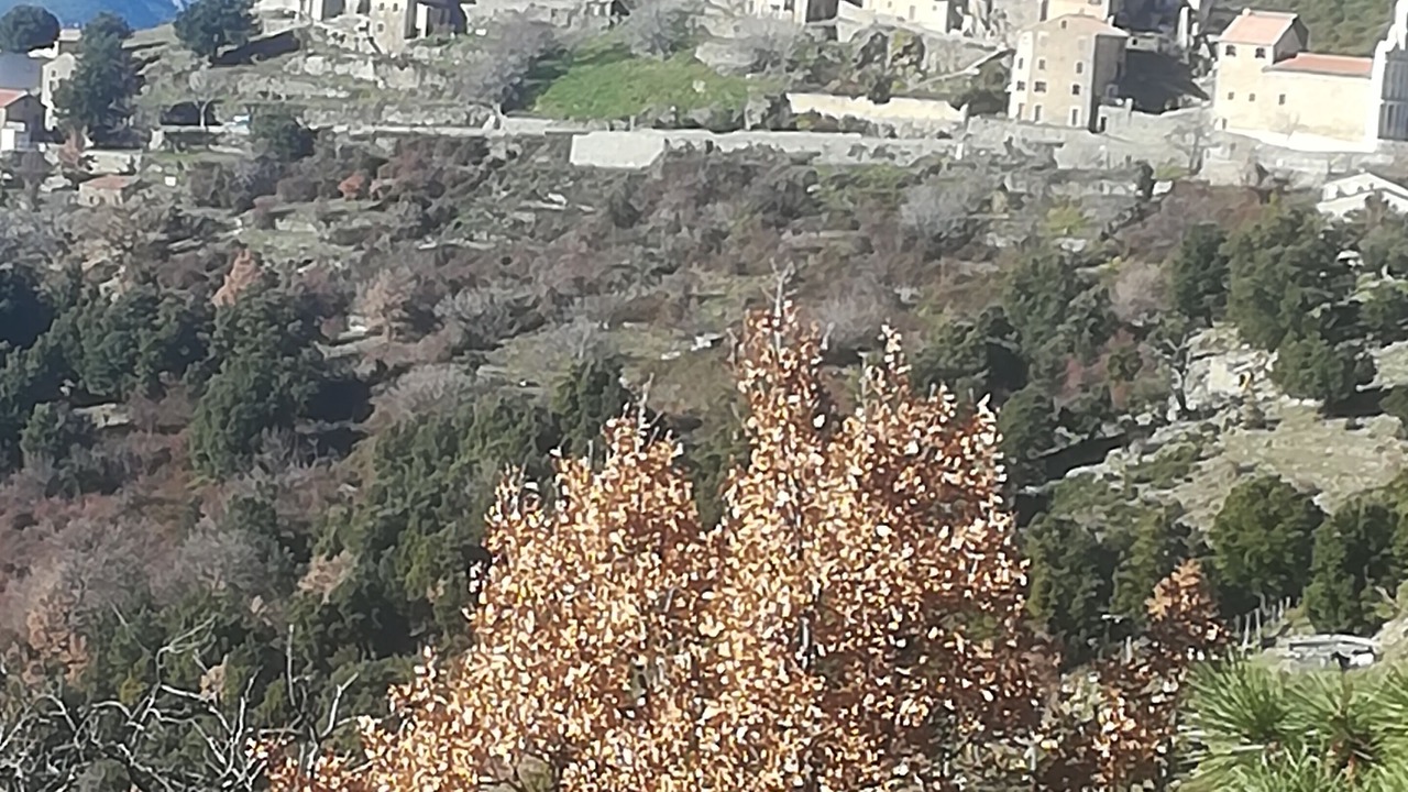 Photo of Others in Tralonca