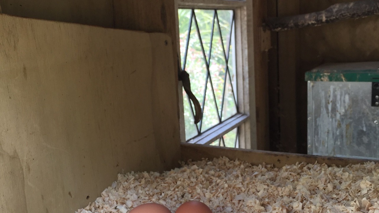 Photo of Others in Havelock North