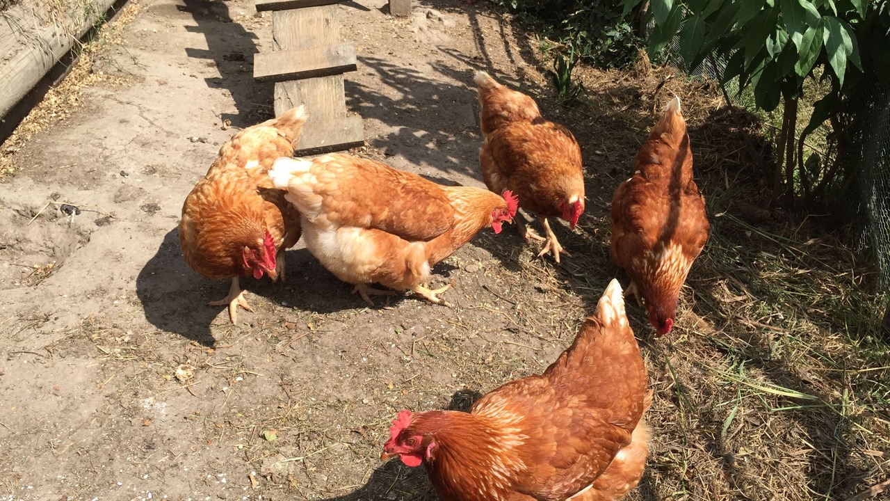 Photo of Others in Havelock North