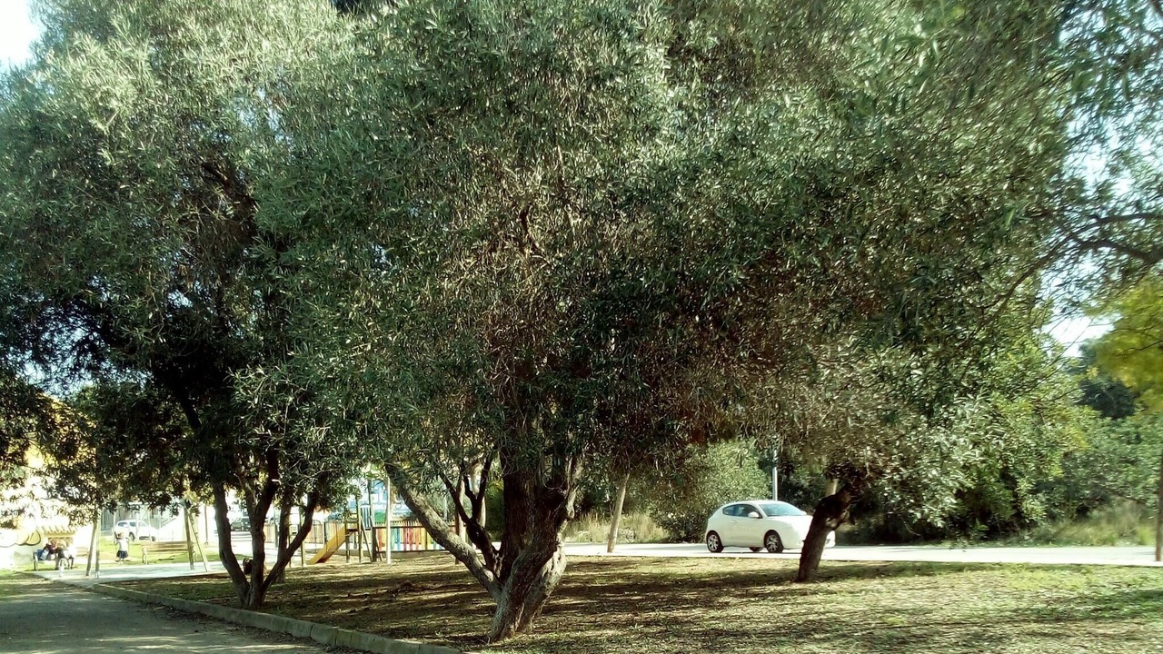 Photo of Outdoor in Moncada