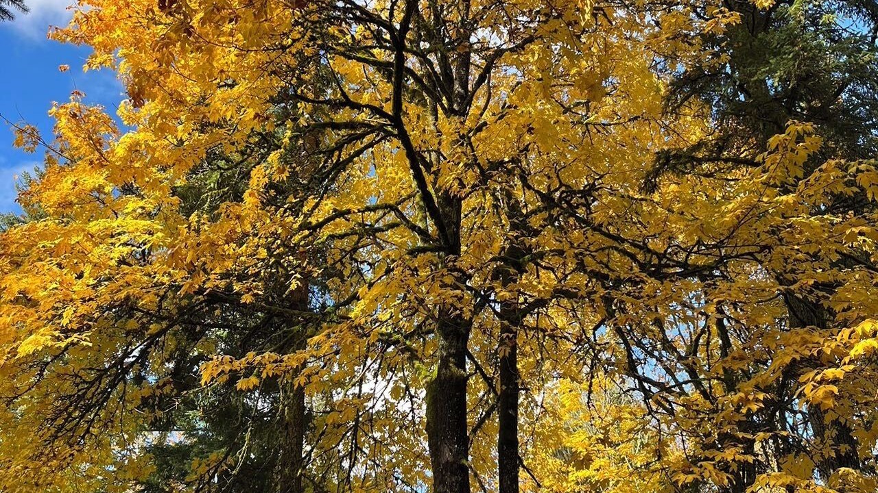 Photo of Others in Union Hill-Novelty Hill