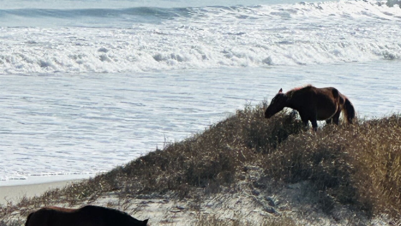 Photo of Others in Corolla