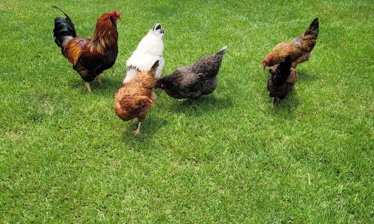 Photo of Outdoor in Fort White