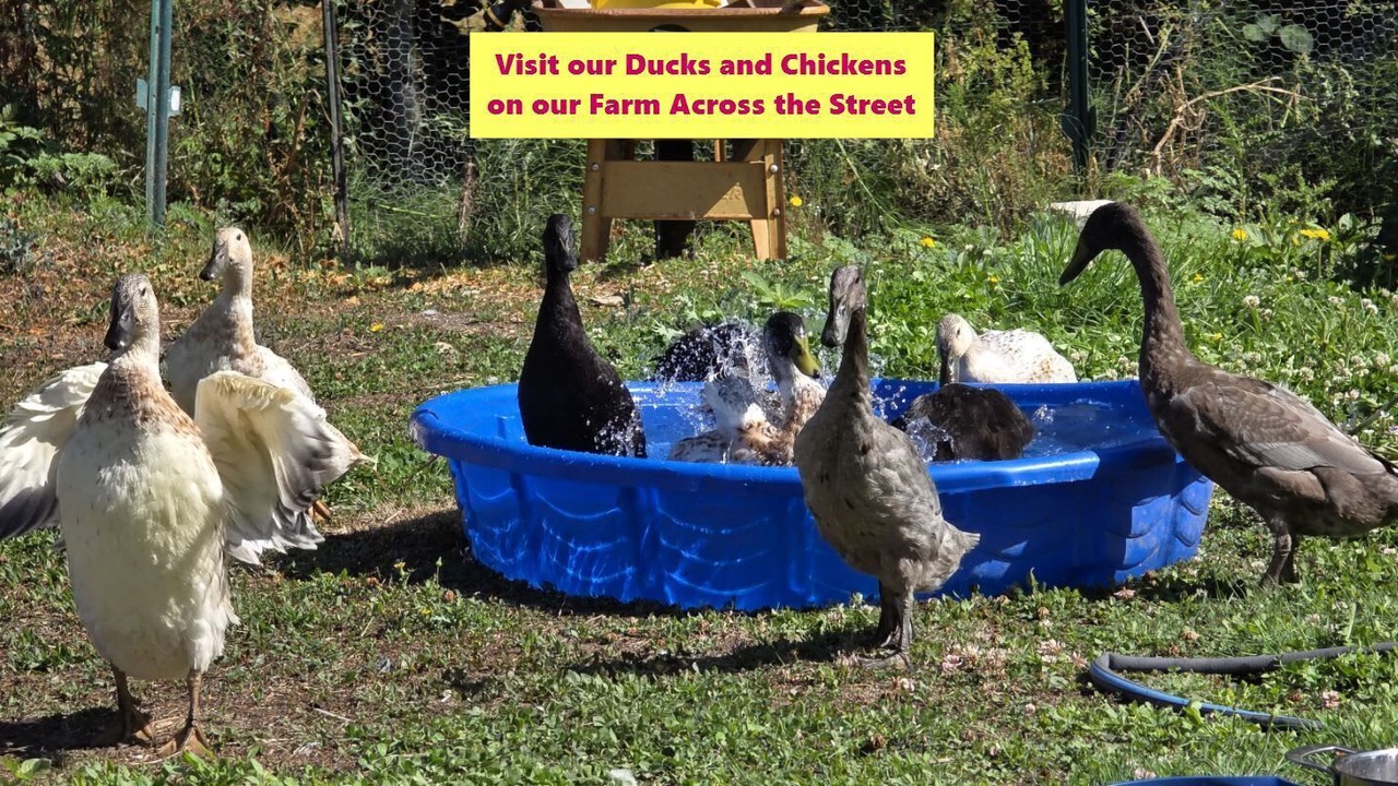 Photo of Others in Anacortes