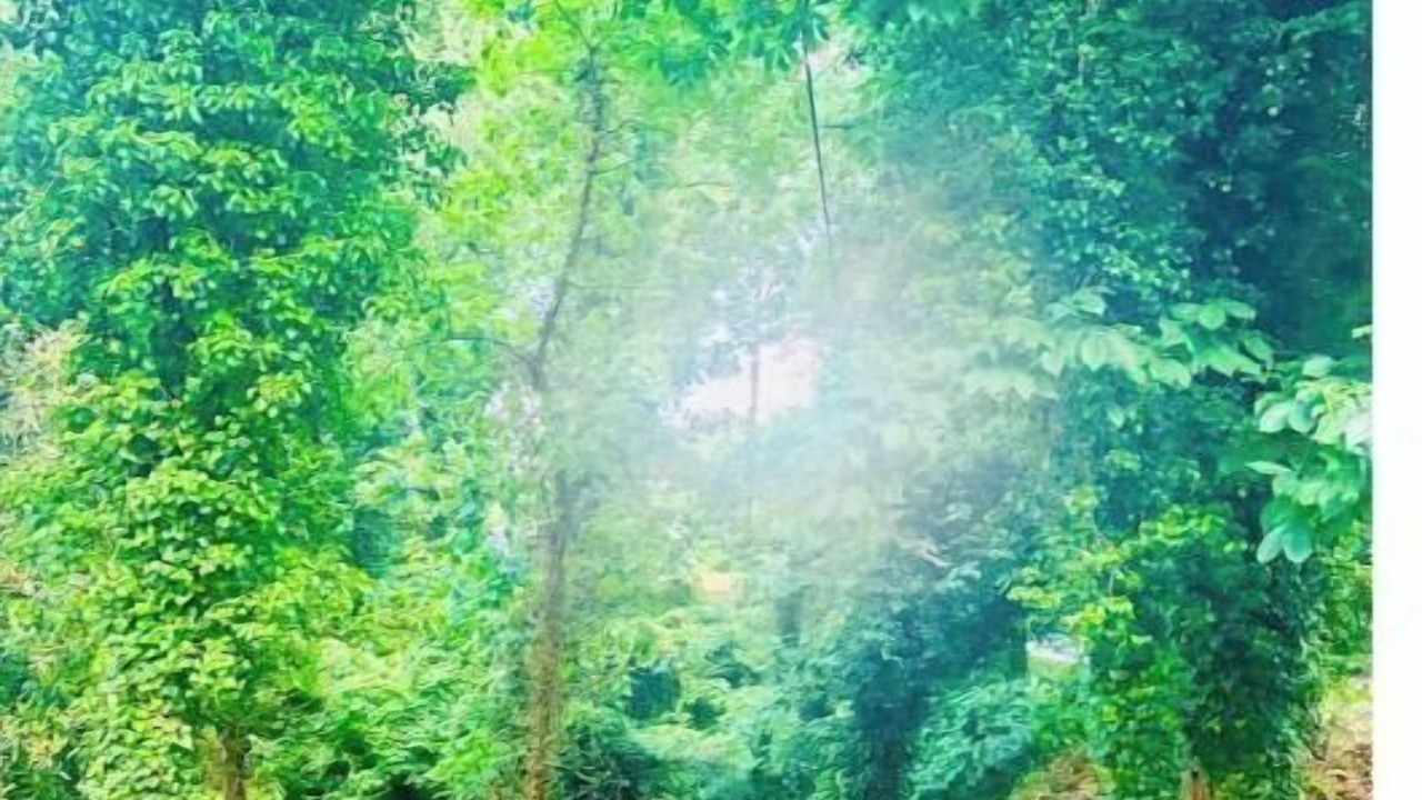 Photo of Others in Sans Souci