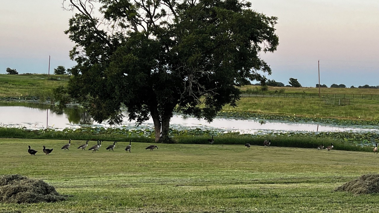 Photo of Others in Dodd City