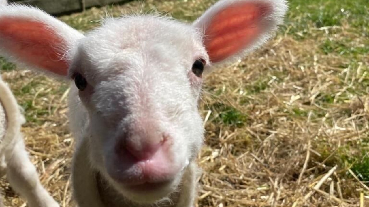 Photo of Others in Tataraimaka