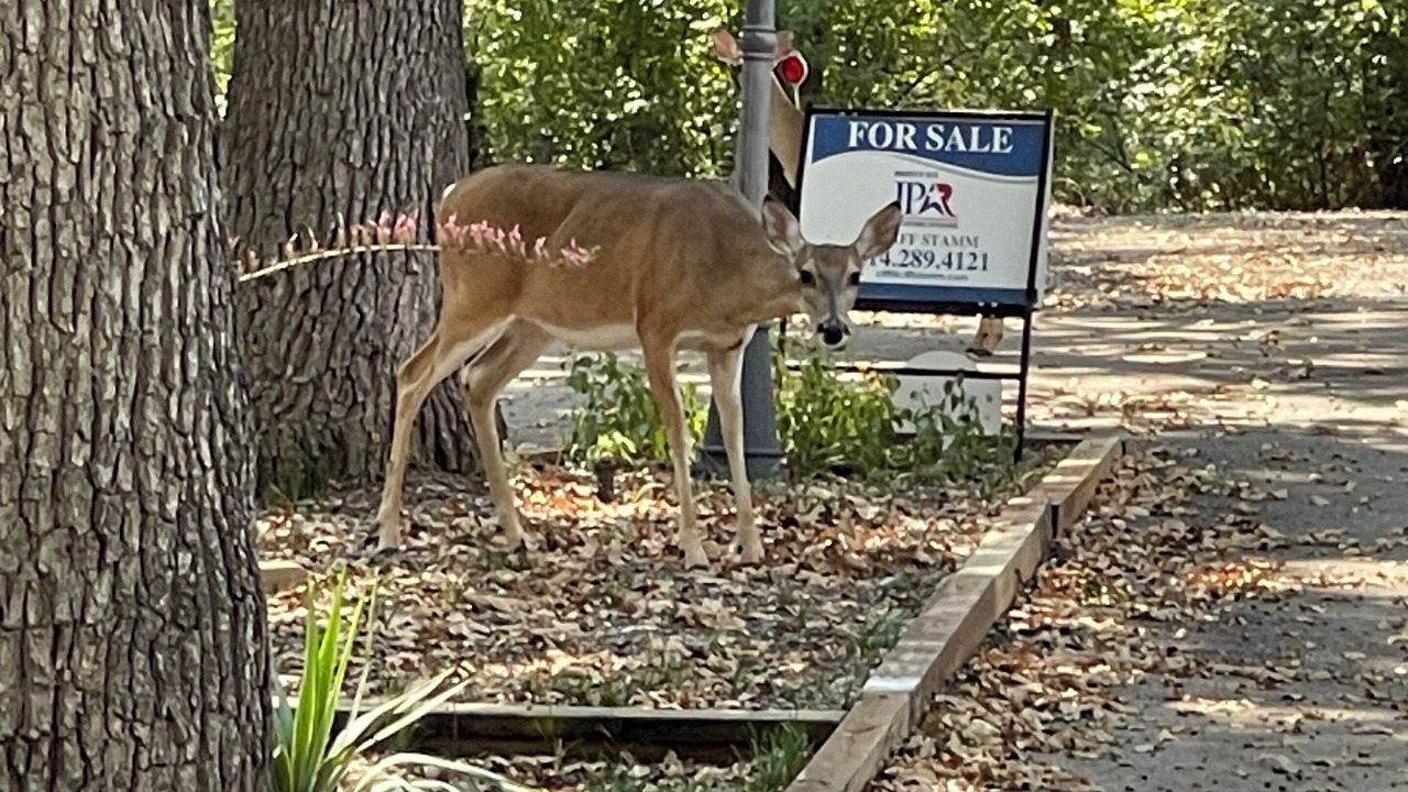 Photo of Outdoor in Malakoff