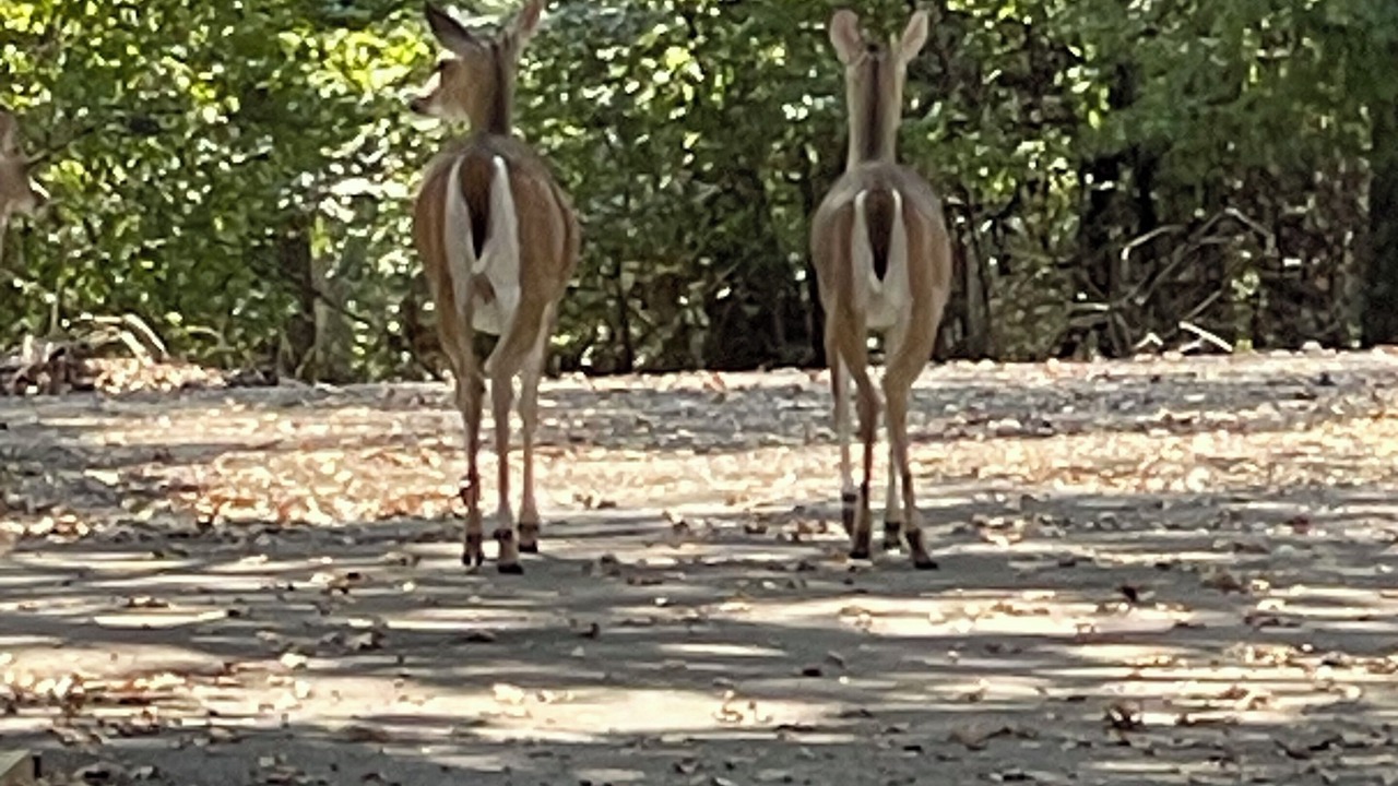Photo of Others in Malakoff