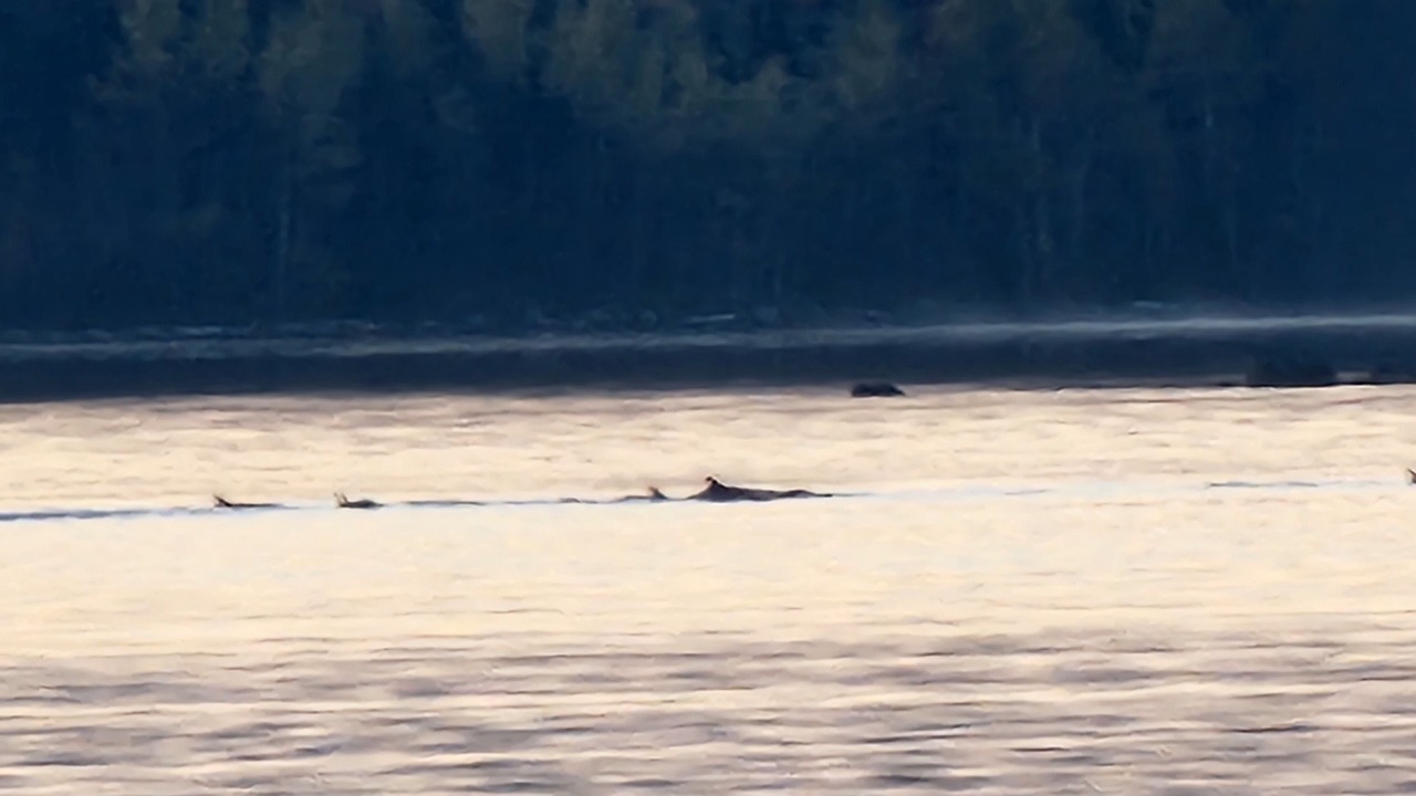 Photo of Others in Lewisporte