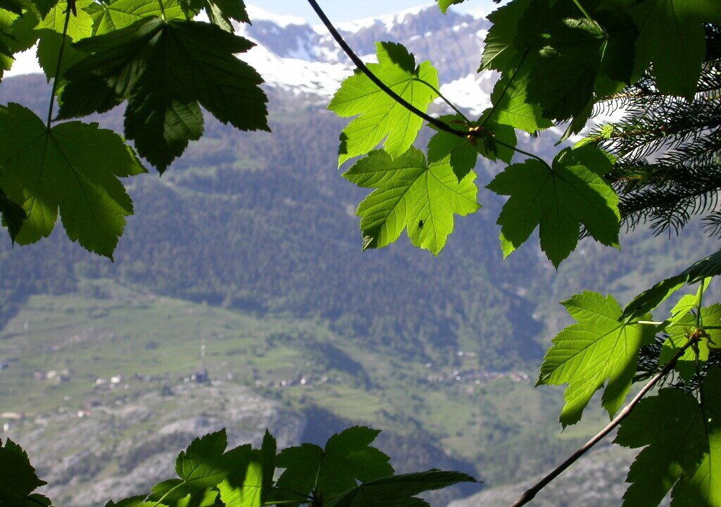 Photo of Others in Erschmatt