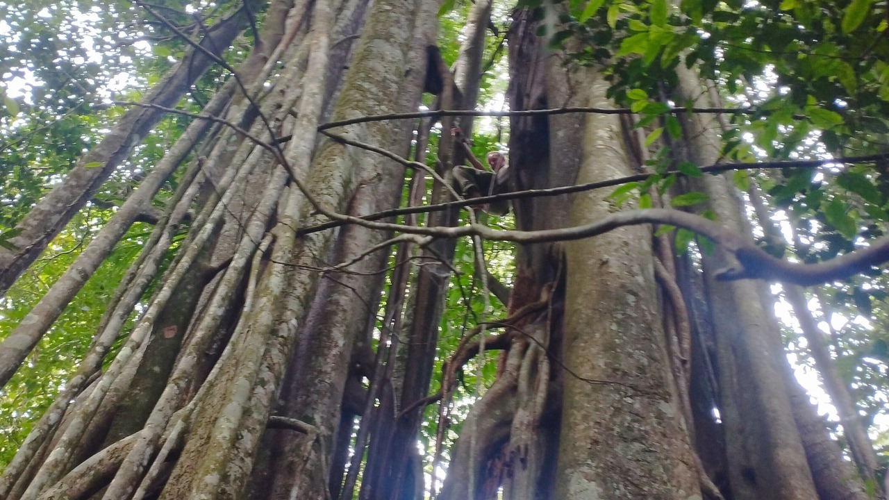 Photo of Outdoor in Langkat
