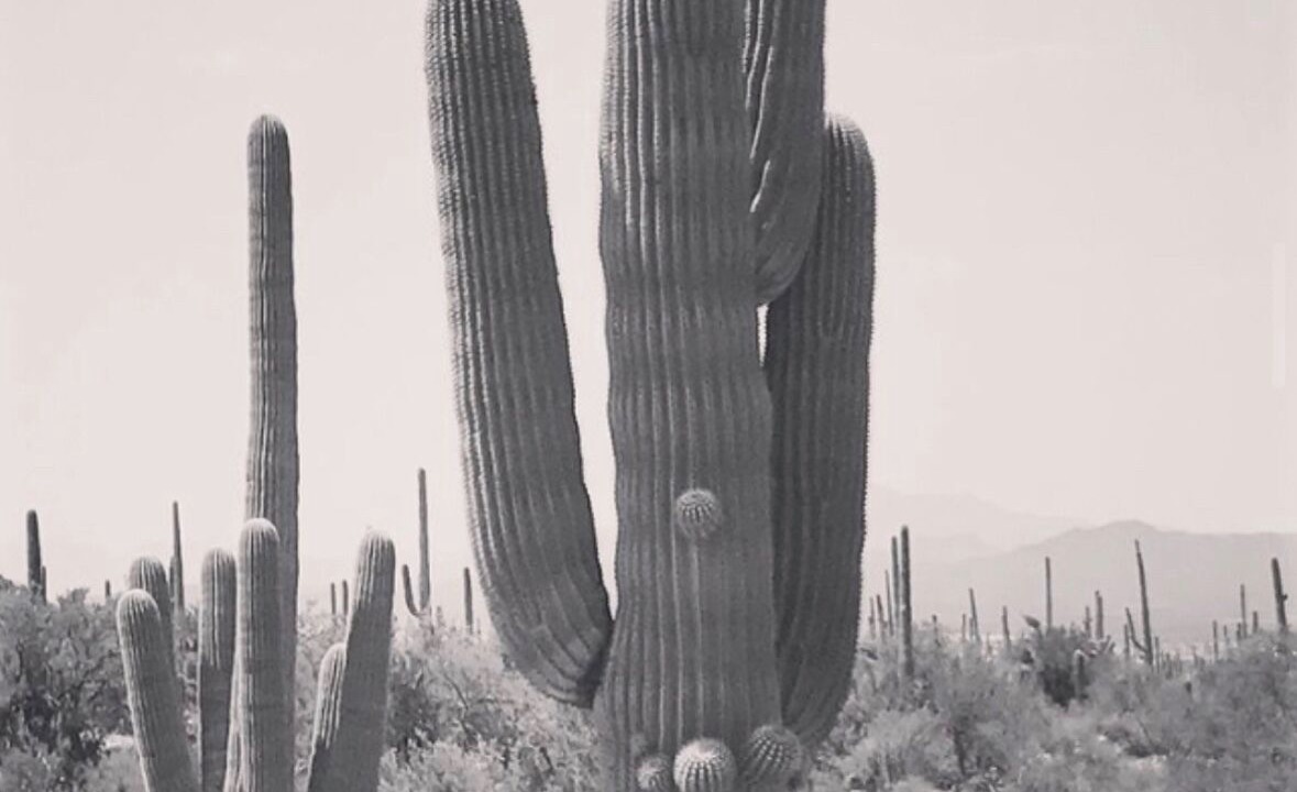 Photo of Others in Continental Ranch