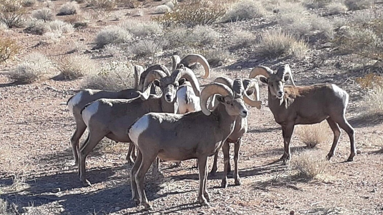 Photo of Others in Zion National Park South Entrance