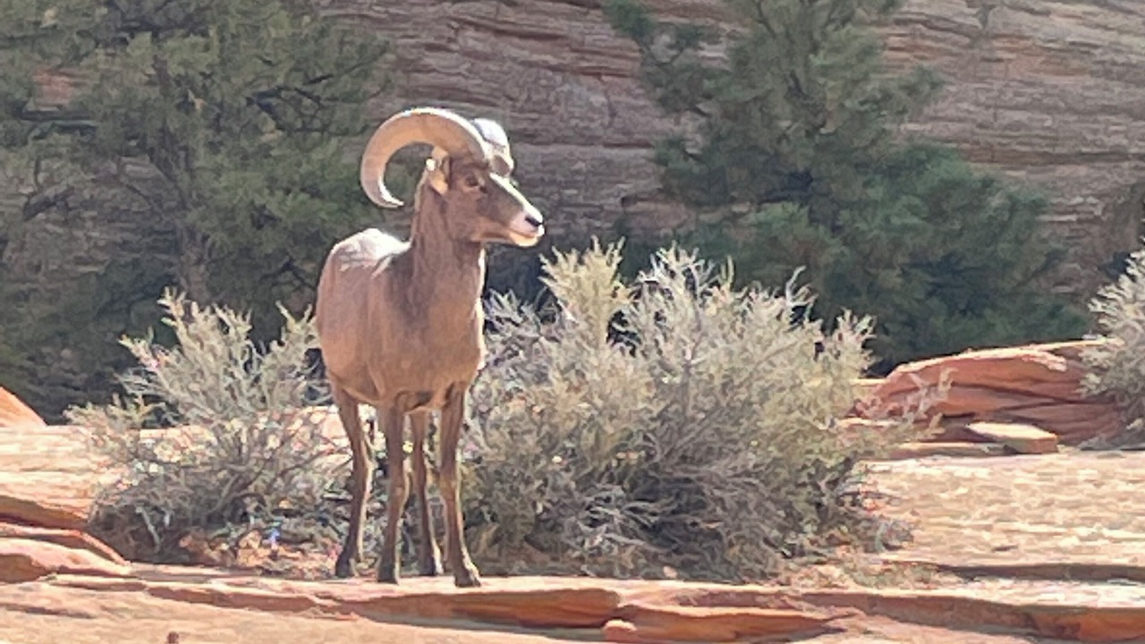 Photo of Others in Zion National Park South Entrance