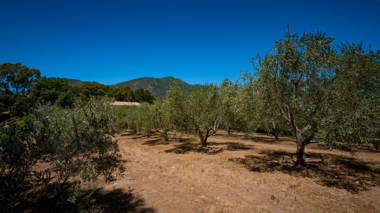 Photo of Others in Cervione