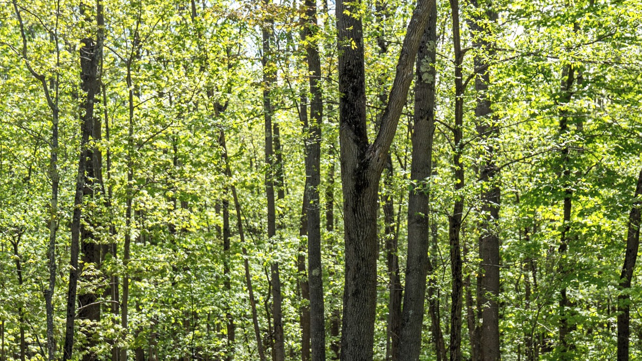 Photo of Outdoor in Keene