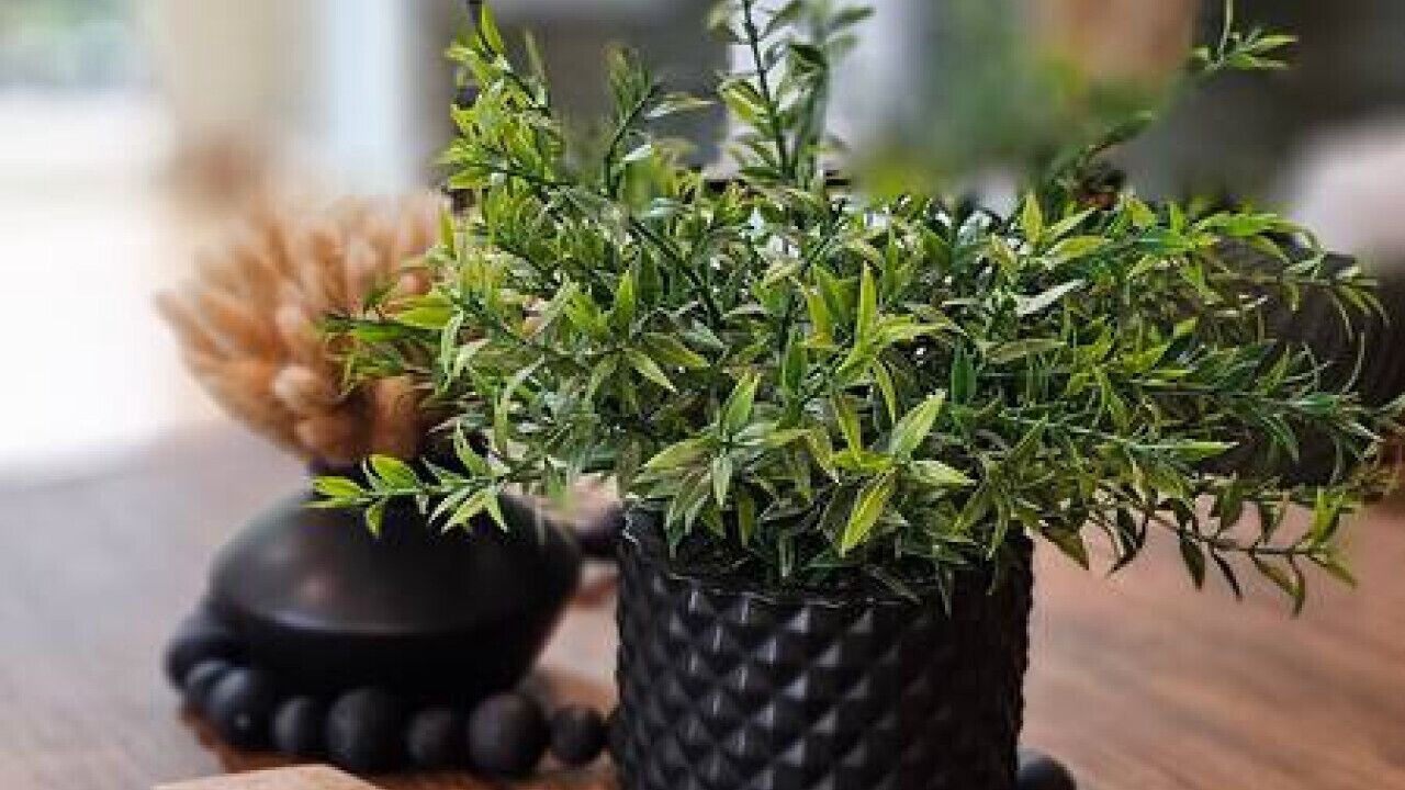 Photo of Others in Marblemount