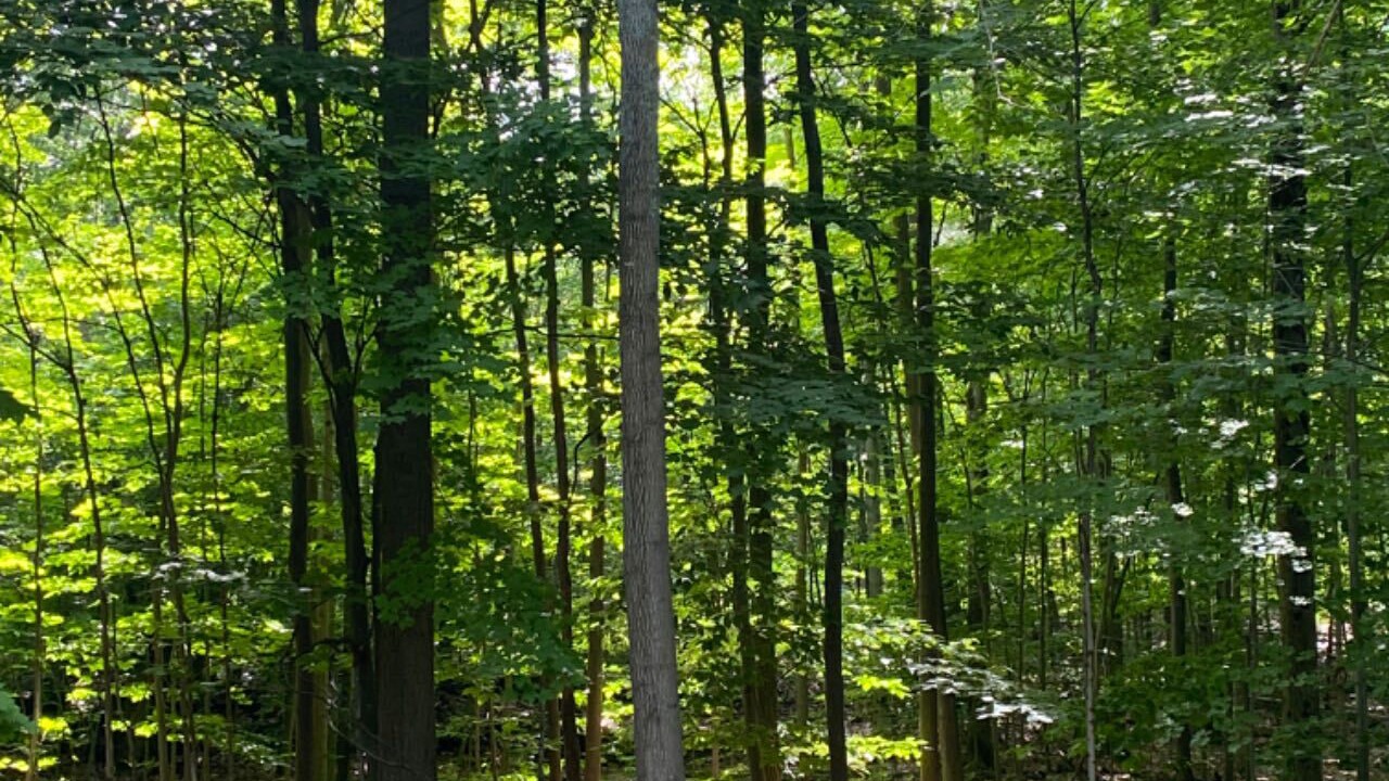 Photo of Others in Gravenhurst