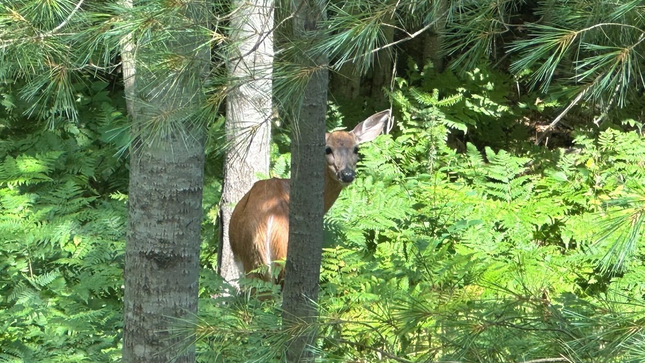 Photo of Outdoor in Gravenhurst