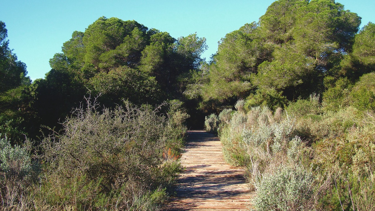Photo of Outdoor in El Saler