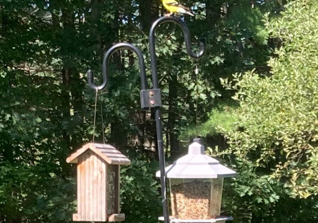 Photo of Others in Springfield