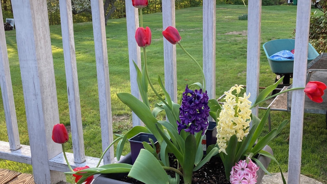 Photo of Others in Springfield