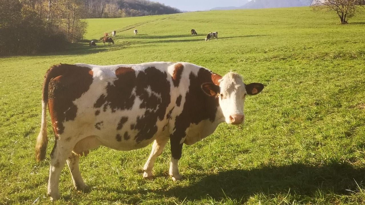 Photo of Others in La Thuile