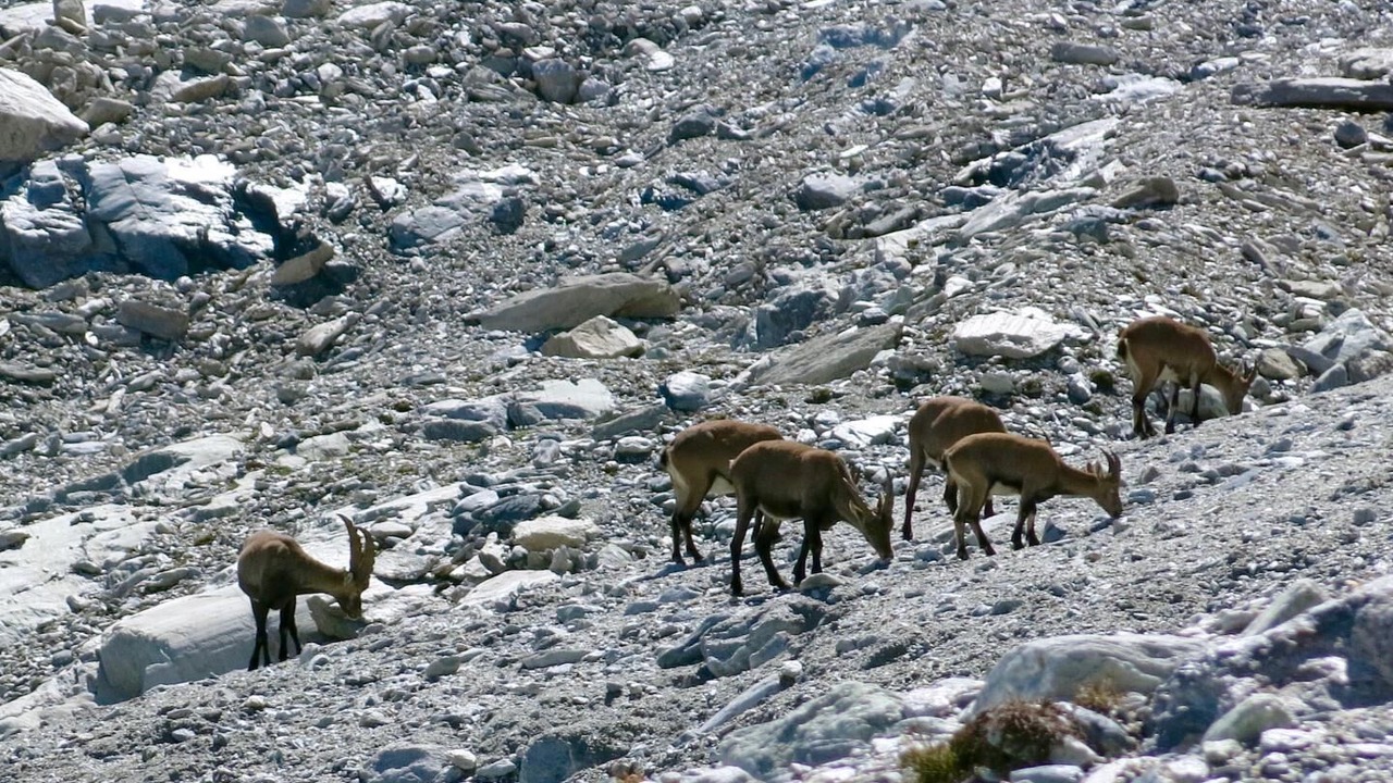 Photo of Others in Bramans