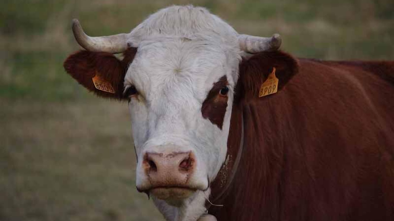 Photo of Others in Albiez-Montrond