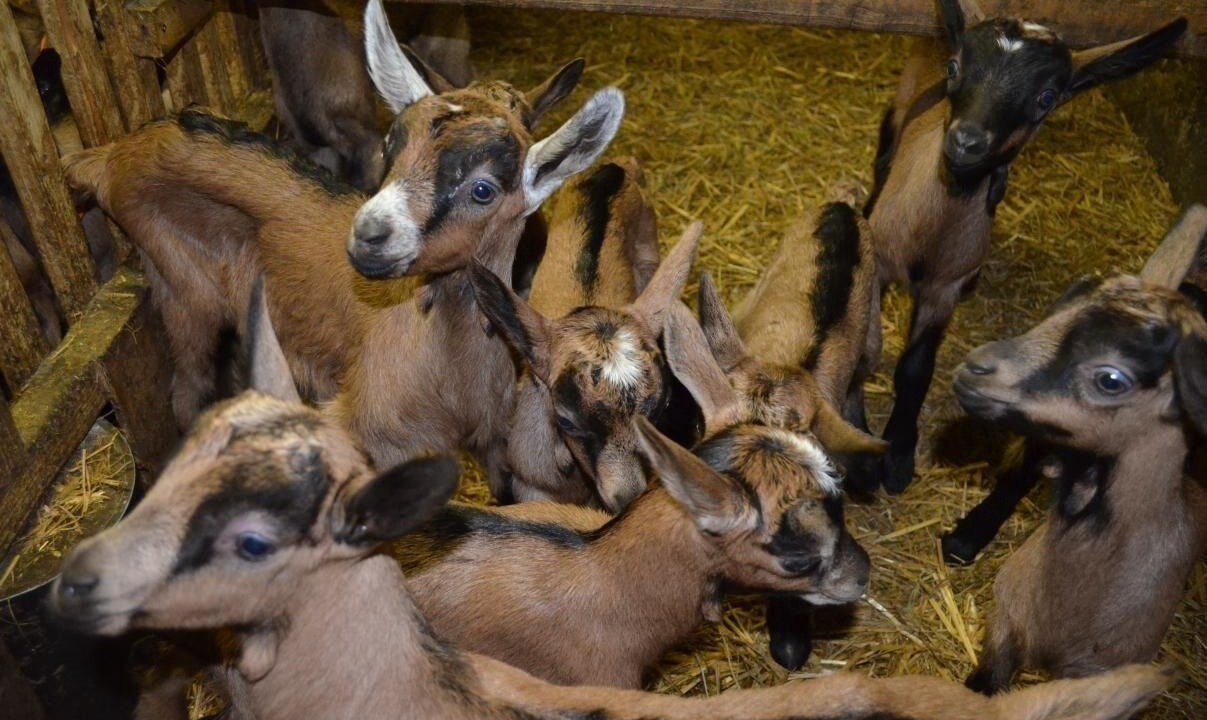 Photo of Others in Le Cornix