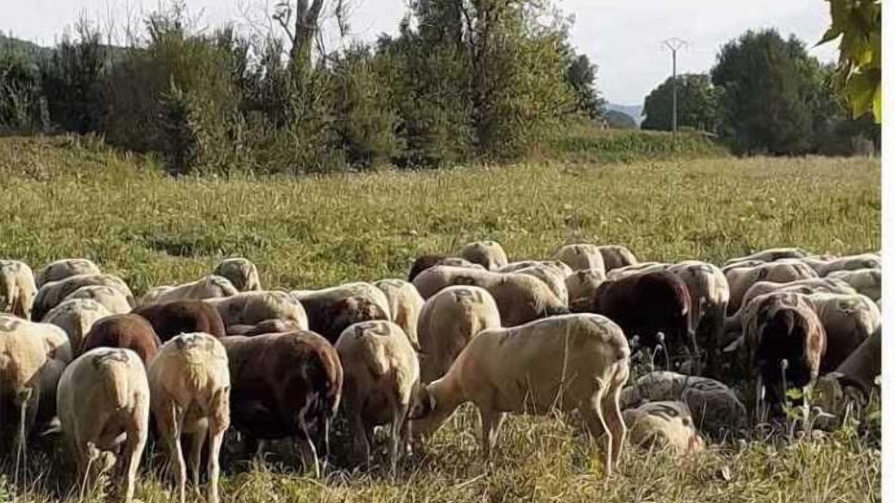 Photo of Others in Sariac-Magnoac