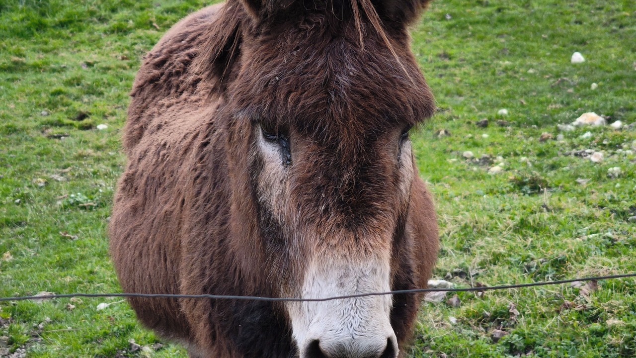 Photo of Others in Chatillon-sur-Indre