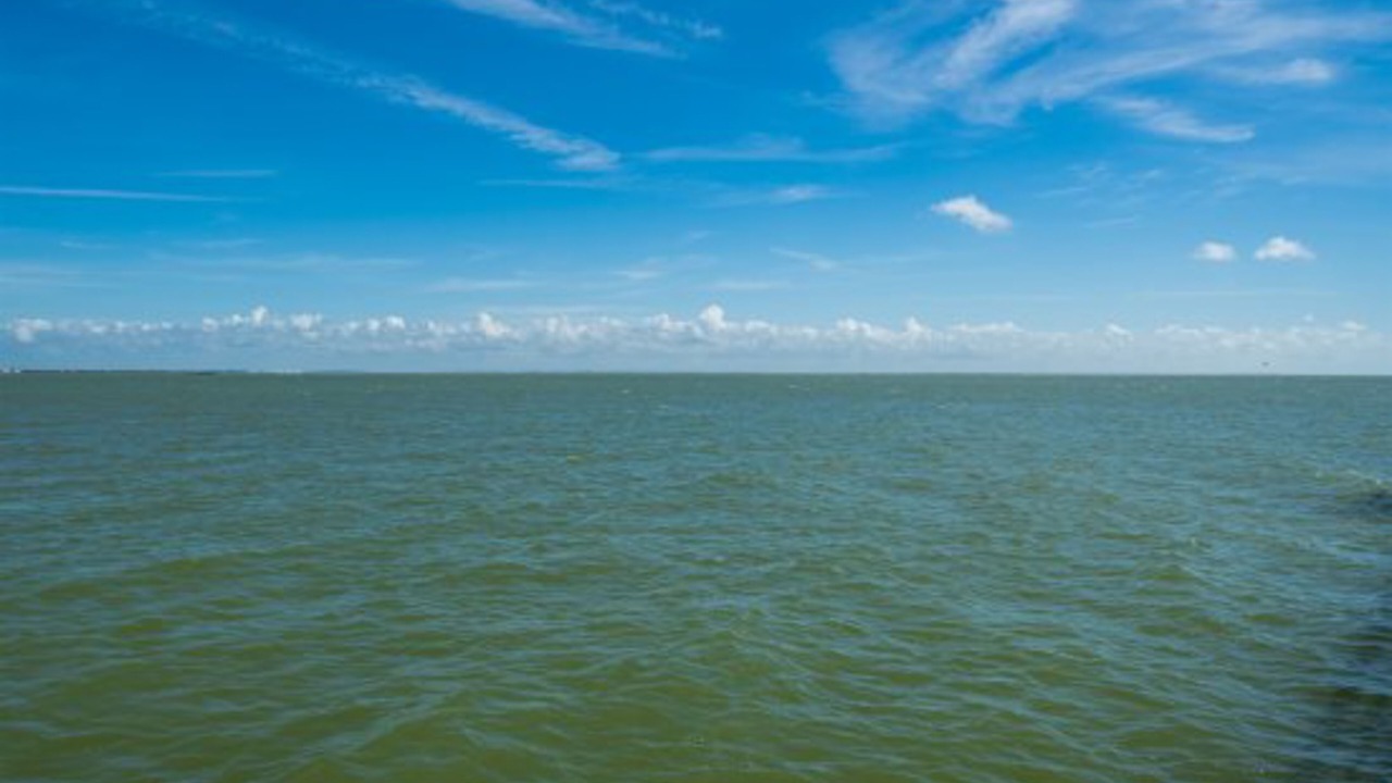 Photo of Others in Harbor Oaks