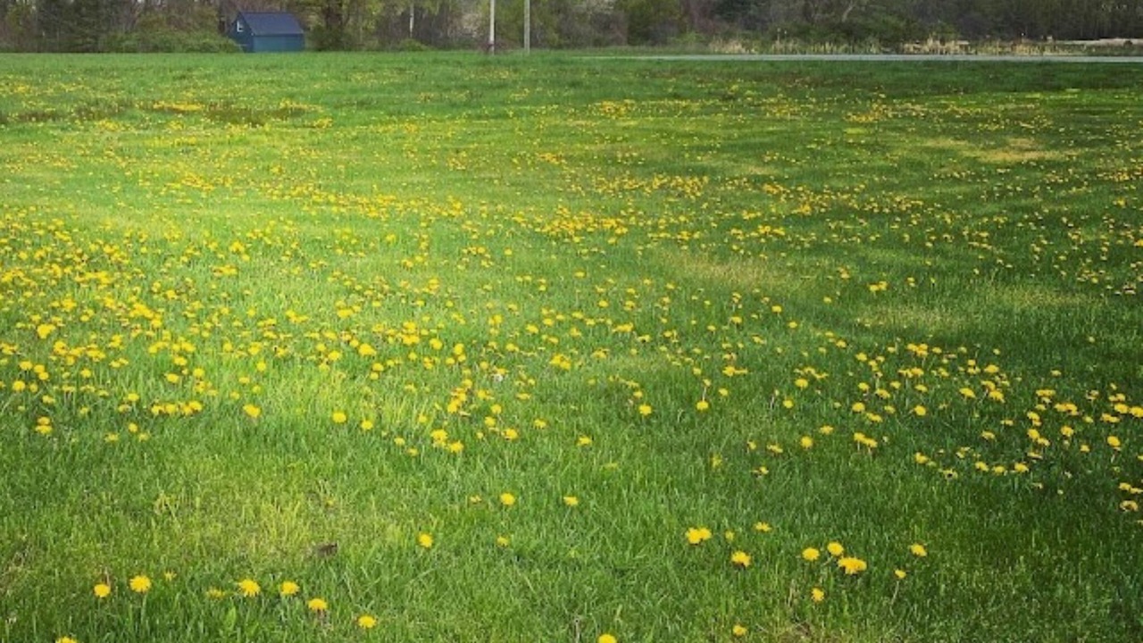 Photo of Outdoor in Lodi