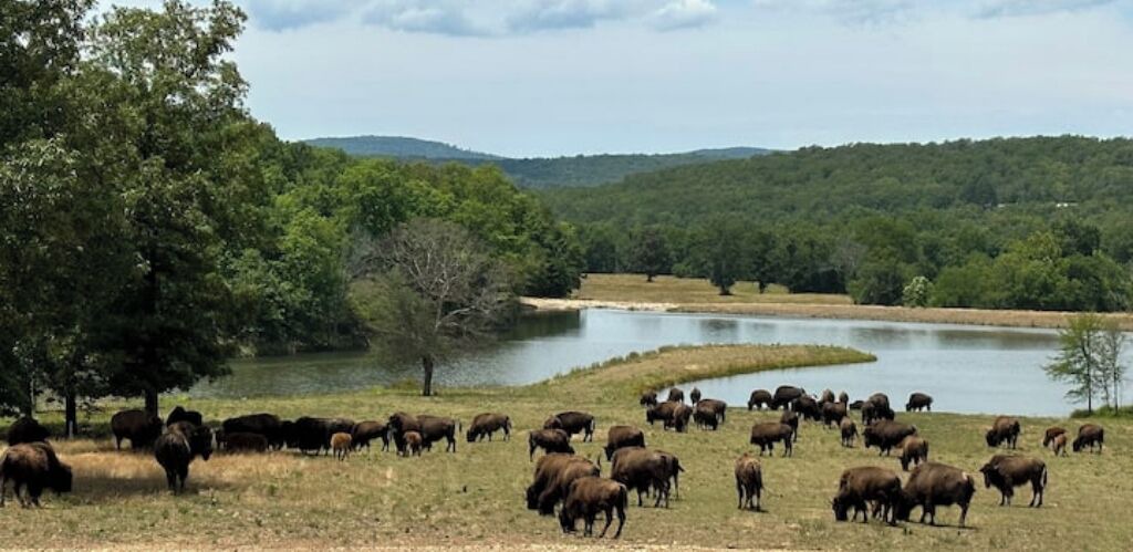 Photo of Outdoor in Stilwell