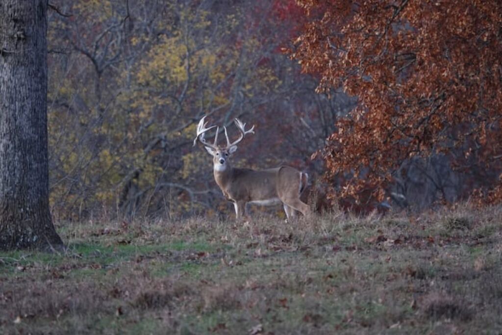 Photo of Outdoor in Stilwell